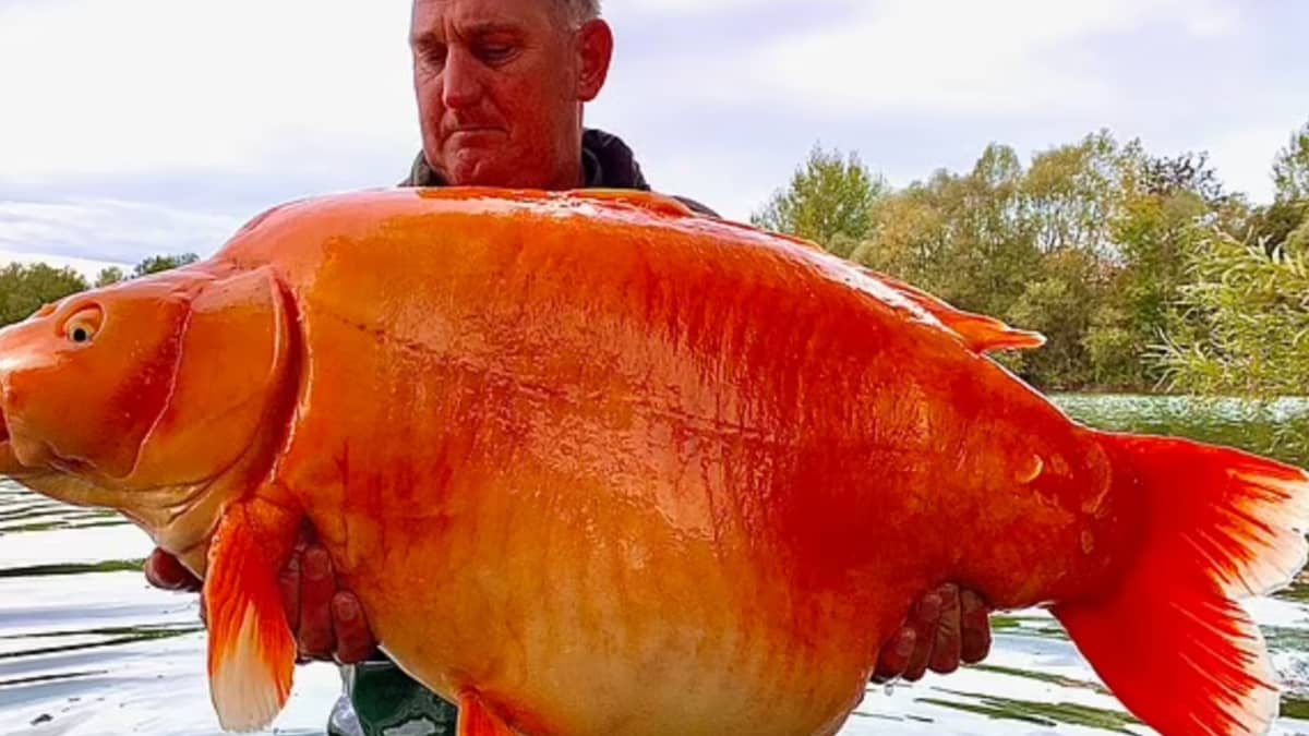 British angler lands one of the world’s largest goldfish